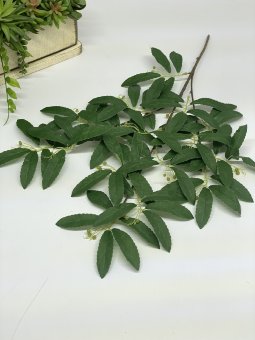 Крушина калифорнийская Кк 1230