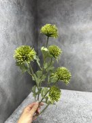 Хризантема Х 1865