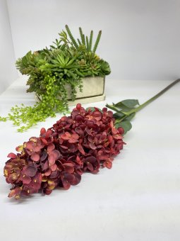 Гортензия метельчатая Гм 1025-7