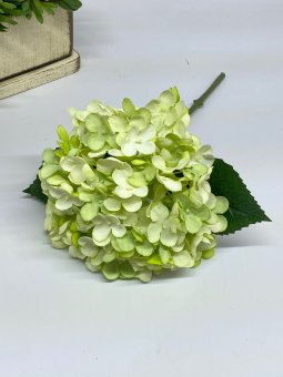 Гортензия Г 1234