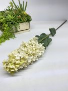 Гортензия метельчатая Гм 1025-8