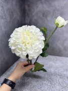 Ветка георгина Вг 1642-1 Ветка георгина Вг 1642-1