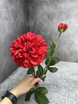 Ветка георгина Вг 1642-5