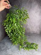 Иглица ампельная Иа 1349 Иглица ампельная Иа 1349