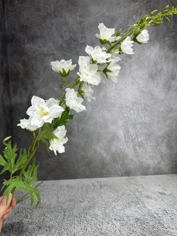 Дельфиниум Д 1761-2