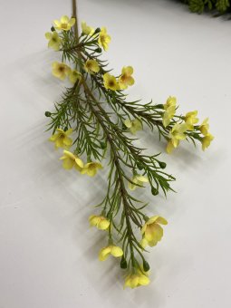 Хамелауциум Хмл 771-5 желт.