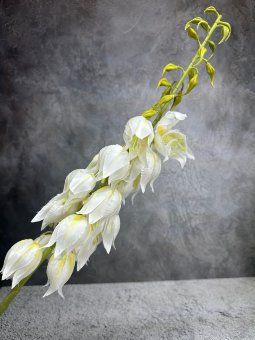 Юкка Ю 1721-1