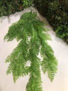 Папоротник елочка Пп 163