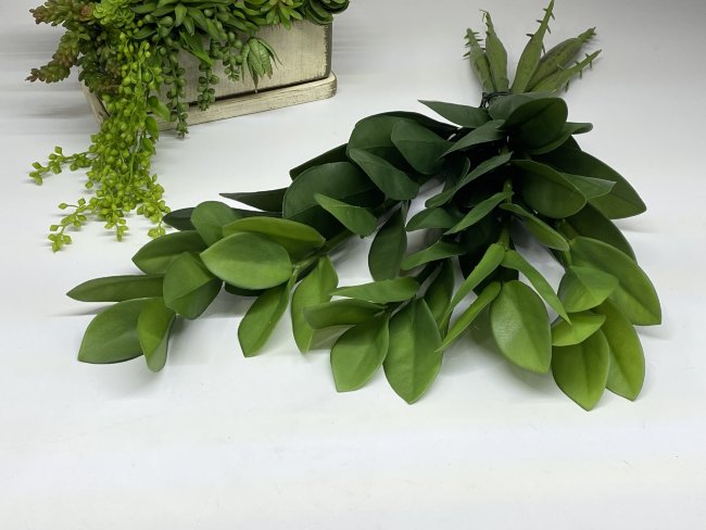 Куст замиокулькаса Кз 936
