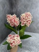 Скумпия С 1112-5 Скумпия С 1112-5