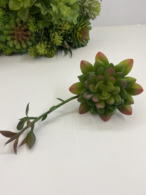 Суккулент SM 2040