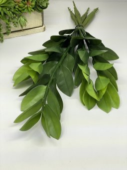 Куст замиокулькаса Кз 937